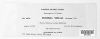 Puccinia violae image